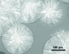 Figure 3 - Observation of the growth of isotactic polypropylene spherulites by optical microscopy between crossed polarizers