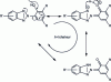 Figure 10 - UV absorption mechanism of benzotriazoles