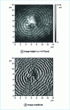 Figure 12 - 14 × 14 height and amplitude images m2 of a polyethylene spherulite (Y. Pennec)