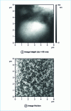 Figure 8 - Height and friction images of a styrene-butadiene latex film (C. Basire and C. Frétigny)