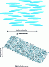 Figure 11 - Mesomorphic structure