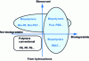 Figure 1 - Biopolymer classification