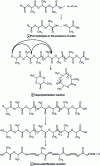 Figure 17 - Main reactions involved in the thermal degradation of PLA