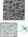 Figure 3 - Foam structure