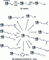 Figure 4 - Principle of surface functionalization of an S/DVB polyHIPE by radical reaction on residual pendant vinyl bonds