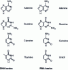 Figure 16 - DNA and RNA basics