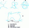 Figure 13 - Notions of entanglements and temporary networks