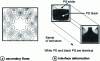 Figure 4 - Elastic interface deformation 7