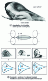 Figure 30 - Visualization of spindle and chevron defects in a calendering bead