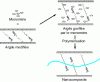 Figure 12 - Schematic diagram of nanocomposite production by in situ polymerization