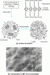 Figure 9 - Nylon 6 nanocomposite formation by in situ polymerization