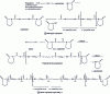 Figure 3 - Different chemical structures of type 6 modified polyamides