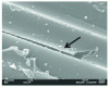 Figure 17 - Ruptures at fiber/matrix interfaces (x 5000)