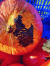 Figure 3 - Fragments of biodegradable mulch film on the skin of a just-harvested pumpkin.