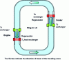 Figure 4 - Motor and cooler assembly in a travelling-wave loop based on Ceperley's idea