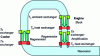 Figure 9 - TASHE motor-cooler with two stages: acoustic power generation with a stack (standing wave) with power amplification by a regenerator (travelling wave) to drive refrigeration (regenerator).