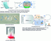 Figure 3 - Illustrations of multilayer films and bag or pouch bioreactors