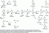 Figure 16 - The monoterpene biosynthetic pathway in peppermint (Minta piperata) and spearmint (Minta spicata.) and their location in cellular compartments (from )