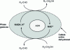 Figure 7 - Regeneration of the alcohol dehydrogenase cofactor involved in the biotransformation of aldehyde/alcohol pairs by dehydrated Saccharomyces cere cells. The following substrate pairs were tested: hexanal/ethanol, hexanal/butanol, hexanal/pentanol or butanal/ethanol.