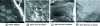 Figure 8 - Electron microscope observation of the microstructure of a biocatalyst prepared from whole cells (a) before catalysis ...