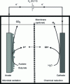 Figure 7 - Schematic diagram of a microbial electrolysis cell for hydrogen production