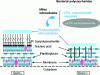 Figure 1 - Polysaccharide distribution in bacteria