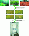 Figure 5 - Steps in building a stump library