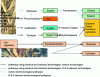 Figure 3 - Main biofuel production routes (modified from [28])