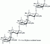 Figure 1 - Ascophyllum nodosum fucoidane majority repetitive sequence structure (Chevolot et al., 2001 [12])