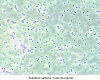 Figure 3 - Visualization of PHA mcl granules by light microscopy