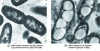 Figure 4 - Transmission electron microscopy observation of Halomonas profundus sp. nov. strain placed under growth conditions and then under conditions favoring PHA production (from [1]).