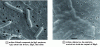 Figure 5 - Scanning electron microscopy observation of the Pseudomonas guezennei biovar tikehau strain placed under growth conditions and then under conditions favoring PHA production (from [2]).