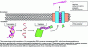 Figure 2 - Production and secretion of bacteriocins outside the bacterium