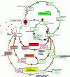 Figure 4 - Different phage reproductive cycles