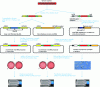 Figure 3 - Main methods for constructing recombinant baculoviruses