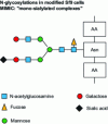 Figure 9 - N-glycosylation in MIMIC-modified cells