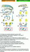 Figure 10 - Principle of ChIP-chip and MeDIP-chip(image courtesy of NimbleGen)