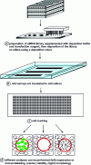 Figure 14 - Cell arrays used for large-scale analysis of the effect of siRNAs