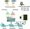 Figure 9 - Principle of a DNA microarray for gene expression analysis