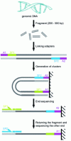 Figure 11 - Principle of pair-end with Illumina (source: http://www.illumina.com/technology/paired_end_sequencing_assay.ilmn)