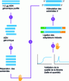Figure 1 - Library preparation steps (Ref. https://www.abmgood.com/marketing/knowledge_base/next_generation_sequencing_experimental_design.php) figure adapted from the Illumina TruSeq PCR-free Library Preparation Kit protocol