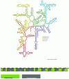 Figure 17 - Structure of bacterial 16S ribosomal RNA and its nine variable regions (Ref. http://www.thermofisher.com and [41])