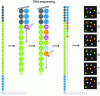 Figure 5 - Principle of sequencing by synthesis with optical detection (Ref. http://www.napoleome.ch/fr/projet/le-sequencage/methodes/)