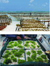 Figure 4 - Illustrations of two different production systems: top by cuttings (Eucheuma sp. in Zanzibar (photo credit: Leyo CC by SA (http://commons.wikimedia.org/wiki/File:Aquakulturen_Rotalgen_Sansibar_3.jpg)) and bottom by fragmentation (Caulerpa racemosa in Tubuai, French Polynesia) (photo credit: M. Zubia).