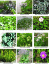 Figure 1 - Botanical diversity of halophytes found on French coasts (photo credit: C. Magné)