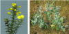 Figure 3 - Leaf reduction in spiny halophytes (left: gorse; right: panicaut) (photo credit: C. Magné)