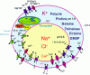 Figure 6 - Osmotic adjustment of the halophyte plant cell, by salt sequestration in the vacuole and accumulation of osmolytes in the cytosol (after [5]).