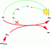 Figure 33 - Tropospheric ozone production processes involving VOCs (from [45])