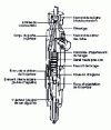 Figure 12 - Example of injector-holder assembly with perforated injector (from Bosch doc.)