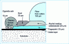 Figure 19 - Relative size of contaminants 